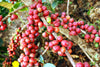 Kenya AA