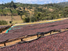 Ethiopia Yirgacheffe 1 Supernatural Banko Gotiti