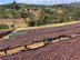 Ethiopia Yirgacheffe 1 Supernatural Banko Gotiti